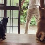 お出かけ時の犬と猫の反応が違いすぎて可愛い Dog and Cat reaction: where do you go?