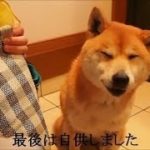 犯行(おなら)を否認したあと自供する柴犬 Shiba Inu Cookie let a fart.