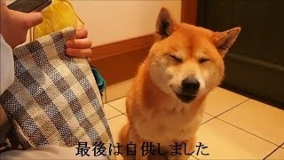 犯行(おなら)を否認したあと自供する柴犬 Shiba Inu Cookie let a fart.
