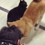 猫にいたずらしようとすると犬が慌てて阻止しに来た Shiba Inu protect the cat