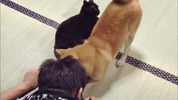 猫にいたずらしようとすると犬が慌てて阻止しに来た Shiba Inu protect the cat