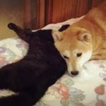 甘えるだけ甘えて先に寝る柴犬と起こされた猫が癒されすぎww