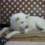 【秋田犬げんき】お婆さんに気を遣っておならを小出しにする【akita dog】