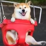 【癒し注意】おもわずほっこりしちゃう可愛い柴犬(shiba-inu)映像集