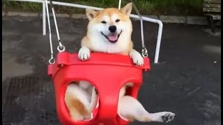 【癒し注意】おもわずほっこりしちゃう可愛い柴犬(shiba-inu)映像集