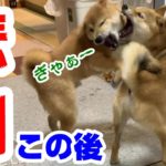 イタズラ子犬が先住犬の柴犬に注意され猛反発！その後襲いかかった悲劇とは！？