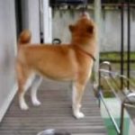 「夕焼けこやけ」のチャイムにあわせて歌う犬