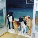 ホームレス男性に付き添い病院にやってきた犬たち。心配そうに見守るけなげな姿に心温まる【感動】