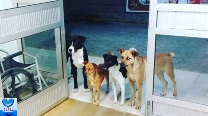 ホームレス男性に付き添い病院にやってきた犬たち。心配そうに見守るけなげな姿に心温まる【感動】
