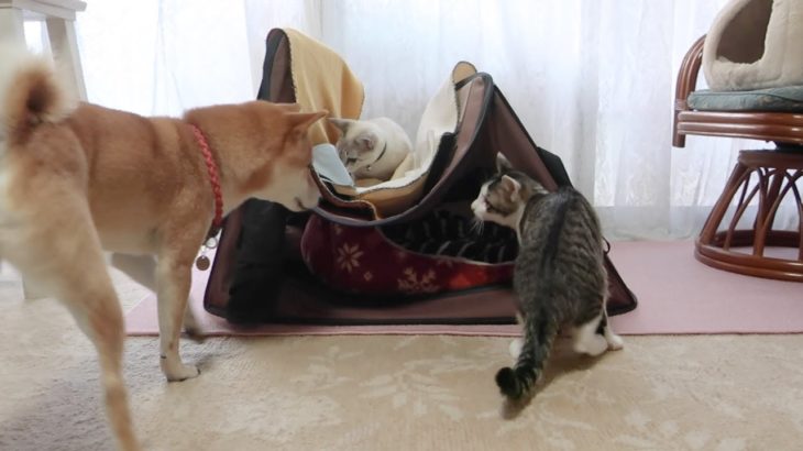 イタズラが過ぎて犬にガチで怒られてしまった猫達。