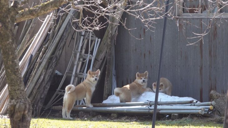 イタズラをしている自覚がある秋田犬の子犬たち