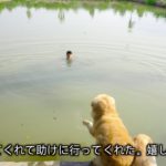 「感動犬」溺れてる飼い主を全力で助けようとするゴールデンレトリバー犬