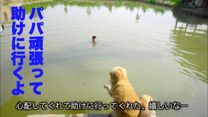 「感動犬」溺れてる飼い主を全力で助けようとするゴールデンレトリバー犬