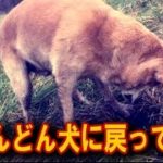 【涙・感動の話】「どんどん犬に戻ってね」“初めて穴を掘る元盲導犬”に対する飼い主の言葉に多くの反響『涙あふれて』