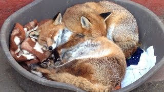 犬と間違えられて保護されたキツネ、犬っぽすぎて野生に返せず。