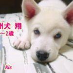 紀州犬 翔 1-2歳 Kishu dog Sho 1-2 years old 2