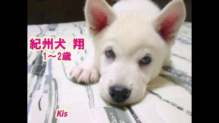 紀州犬 翔 1-2歳 Kishu dog Sho 1-2 years old 2