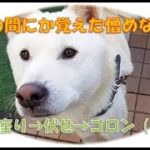 【癒しの動画:紀州犬の覚えた妙な芸】いつの間にか覚えた『ゴロン』