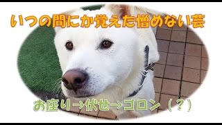【癒しの動画:紀州犬の覚えた妙な芸】いつの間にか覚えた『ゴロン』