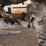 柴犬リキまさかのオナラ！子猫が気づいた？–Cat angry to dog farts–