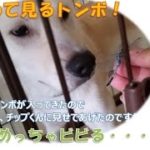 【癒しの動画:初めて見るトンボにビビる紀州犬】