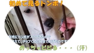 【癒しの動画:初めて見るトンボにビビる紀州犬】