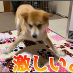 柴犬がよくやる、この興奮してるやつ。めっちゃ可愛いと思う人 — Shiba ,zoomies —