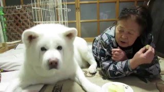 【秋田犬げんき】食べられそうになったりんごを取り返す【akita dog】