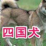 【犬図鑑】四国犬
