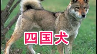 【犬図鑑】四国犬