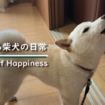 遠吠えがする姿があまりにも可愛すぎた柴犬ノンくん【カワイイ・面白い・癒し】