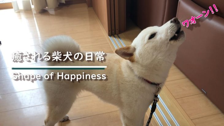 遠吠えがする姿があまりにも可愛すぎた柴犬ノンくん【カワイイ・面白い・癒し】