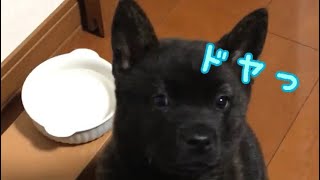 フライングおすわりがなんだか可愛い甲斐犬の子犬ジロー君