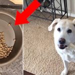 半分ご飯を残す愛犬。その理由に涙が止まらない【感動】