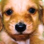 最後の力を振り絞って「いってらっしゃい」とさよならしてくれた愛犬【泣ける話】