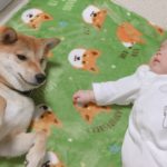 【子守犬】赤ちゃんの泣き声に反応する柴犬りんご郎
