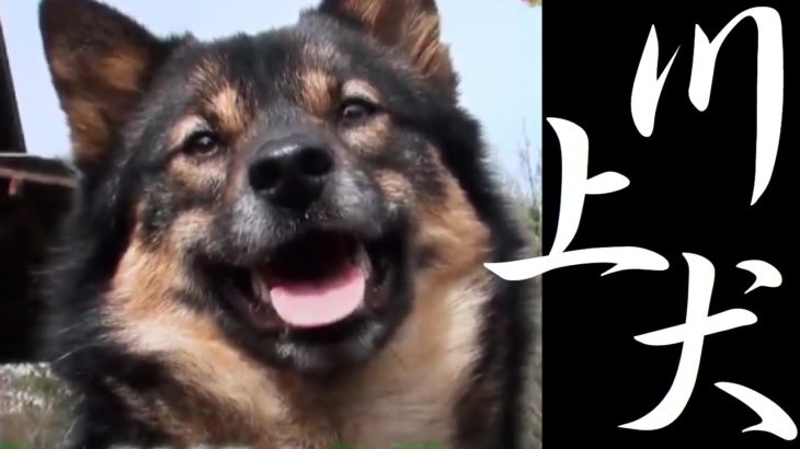 日本オオカミの野生味を残す、かわいい表情の「川上犬」【日本犬特集】