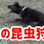 【犬の昆虫狩り】虫採り犬- 甲斐犬いち