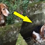 森の中で行方不明となった2匹の犬。発見された姿に思わず涙が溢れる【感動】