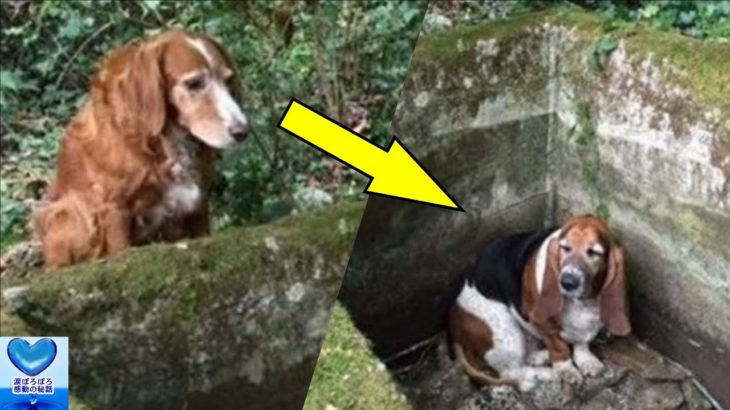 森の中で行方不明となった2匹の犬。発見された姿に思わず涙が溢れる【感動】