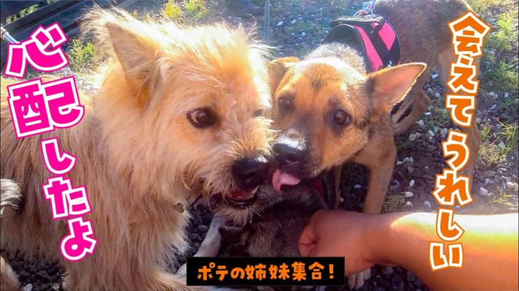 保護犬の姉妹が感動の再会2020！突然、全員集合することができました！