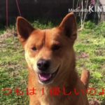 四国犬！こりゃ〜たまらん！と，思うベスト3 （桜鬼編）Ｗhat l think the Ｓhikoku dog was！