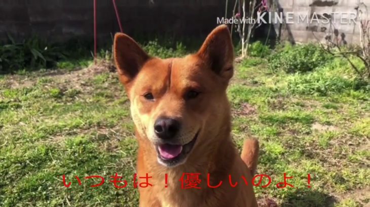 四国犬！こりゃ〜たまらん！と，思うベスト3 （桜鬼編）Ｗhat l think the Ｓhikoku dog was！