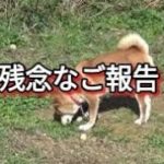 生後4ヶ月から薬漬け柴犬マロンちゃん　ご報告