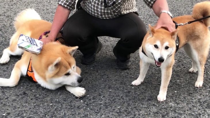 秋田犬、柴犬のともだちと遊ぶ  秋田犬ゆう太   Akita Inu plays with Shiba Inu’s friends　Akita Inu Yuta