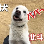 紀州犬 北斗パパへの愛！Dog Rescue A&R