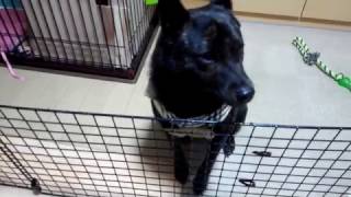 散歩を待ち侘びてきゅんきゅん鳴く甲斐犬