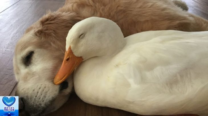 犬と鳥の種を超えた友情に心温まる・・・【感動】