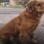 犬の忠誠心。刑務所に入ってしまった飼い主を警察署の前で待ち続ける犬の姿に涙が溢れる【感動】