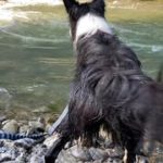 川遊び中に飼い主が流れてきた時の犬の行動に感動した